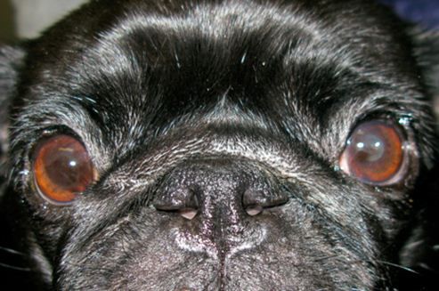 pugs and eye problems